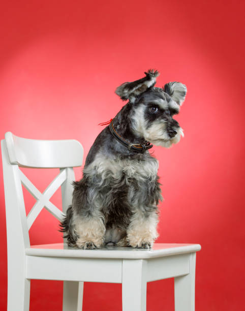 istock Miniature schnauzer dog on chair in studio 1290018147