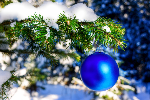 Christmas blue ornament on forest tree branch. Christmas tree and Christmas decoration. Christmas greeting background.