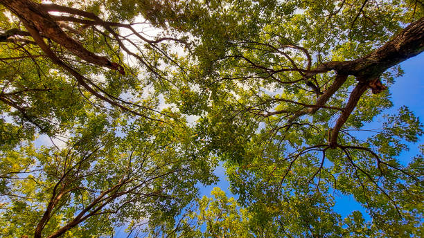 istock The trees and blue sky with some clouds 1290018469