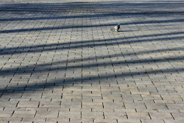 Shadows from the sun. Parallel lines