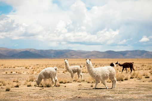 Herd of llamas grazing on the Bolivian altiplano on the background of magnificent volcanoes