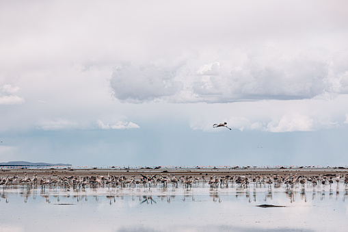 Flamingos en Laguna de Pozuelo