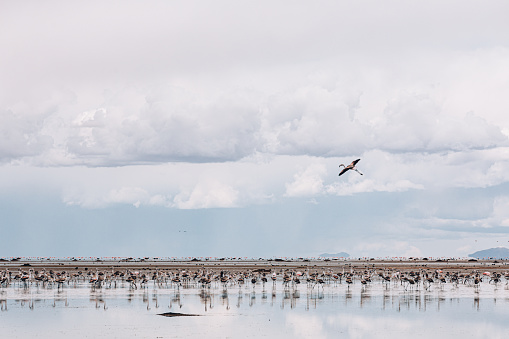 Flamingos in Laguna de Pozuelo