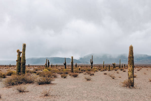Cactus at desert landscape - Salta Province - Argentina