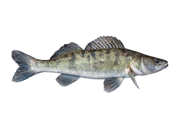 istock Zander. Walleye live fish isolated on white background. Sander pikeperch fishing 1290020642