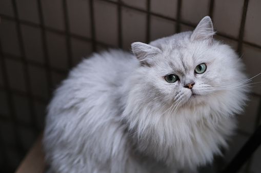 high angle view of one silver shaded chinchilla cat looking at camera