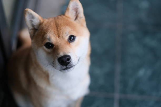 one quiet Shiba Inu dog looking at camera close up one quiet Shiba Inu dog looking at camera shiba inu stock pictures, royalty-free photos & images