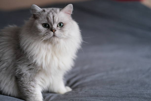 one cute chinchilla cat standing on bed, looking at camera close up one cute chinchilla cat standing on bed, looking at camera white persian cat stock pictures, royalty-free photos & images