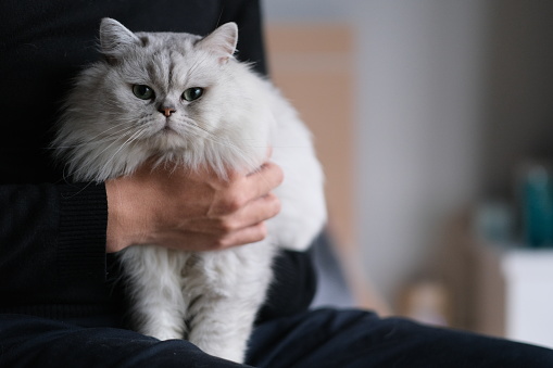 close up hand holding chinchilla cat at home