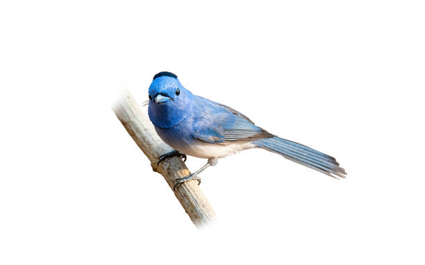 istock Black-naped Monarch perching on a perch isolated on white background 1290023531