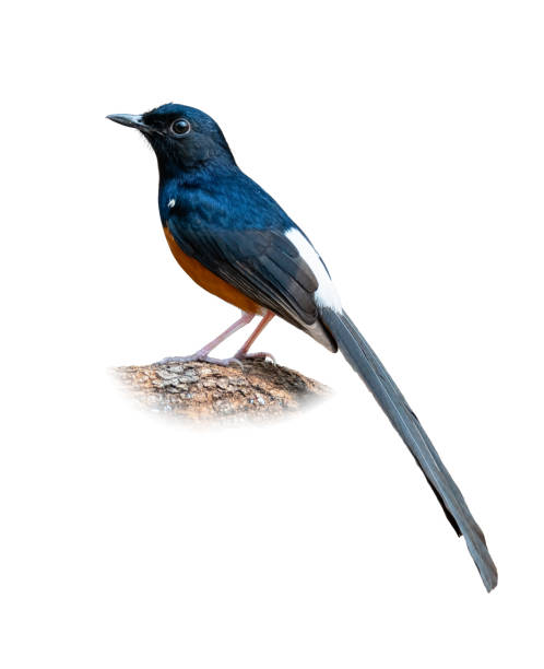 istock Male White-rumped Shama perching on a perch isolated on white background 1290023535