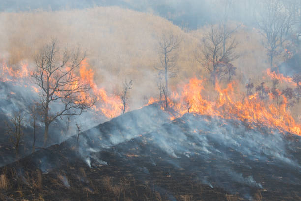 Plateau open burning It is a field burning of Kuju Kogen in Taketa City, Oita Prefecture. taketa photos stock pictures, royalty-free photos & images