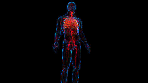 istock Human Respiratory System Lungs Anatomy 1290026728