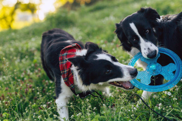 istock two dogs playing with a toy together in nature 1290026848