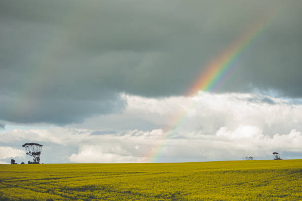 istock Rainbow over canola fields in the Overberg 1290027782