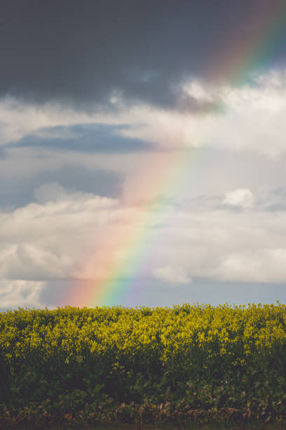 istock Rainbow over canola fields in the Overberg 1290027857