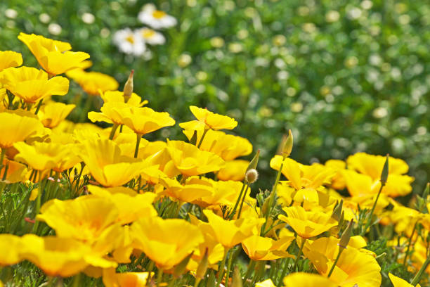 istock Eschscholzia californica 1290028184