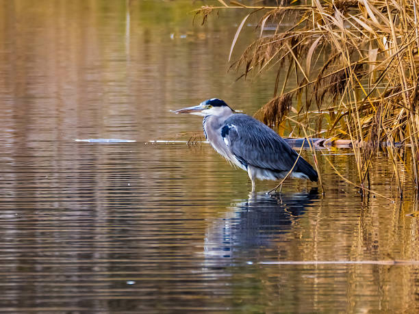 istock Hunting heron on lake 1290029084
