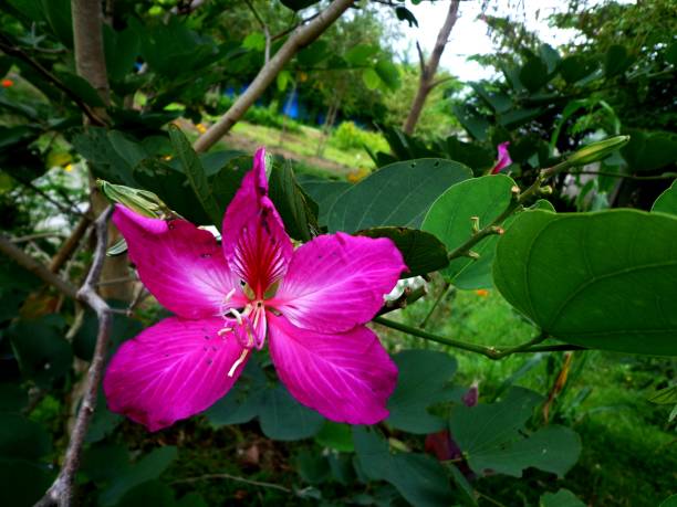 istock Bauhinia purpure 1290031883