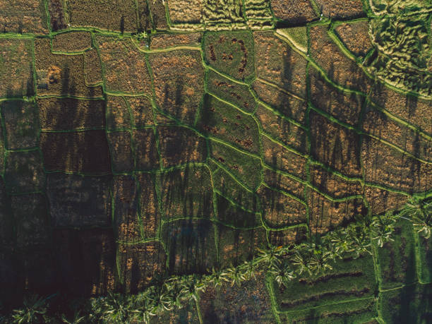 istock Aerial View Of Rice Fields And Palm Trees 1290032910