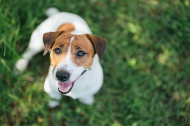 jack russel terrier sur la pelouse près de la maison. crabot heureux avec le regard sérieux - terrier jack russell photos et images de collection