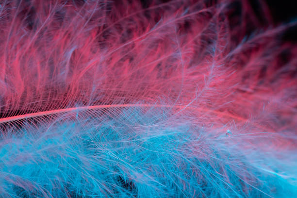 scatto macro di piuma bianca, acconciatura in luce blu e rosa con goccia d'acqua su sfondo nero - hairgrip foto e immagini stock