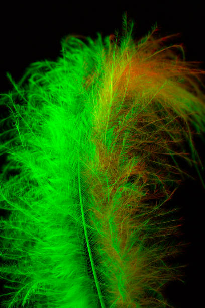 흰색 깃털의 매크로 샷, 검은 배경에 녹색과 빨간색 빛의 헤어 그립 - hairgrip 뉴스 사진 이미지