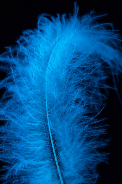 scatto macro di piuma bianca, acconciatura in luce blu su sfondo nero - hairgrip foto e immagini stock