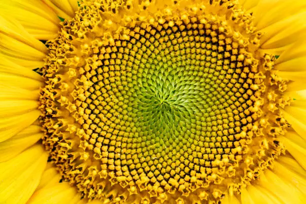 Photo of Sunflower flower, spiral part close-up. Natural background.