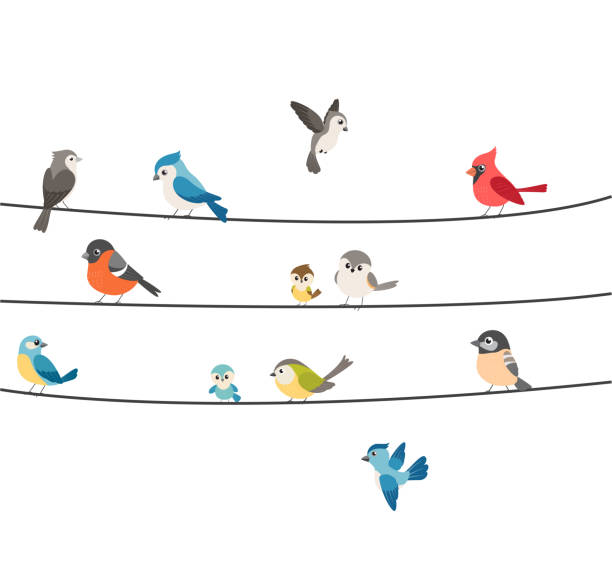 bunte vögel sitzen auf draht isoliert auf weiß - vogel stock-grafiken, -clipart, -cartoons und -symbole