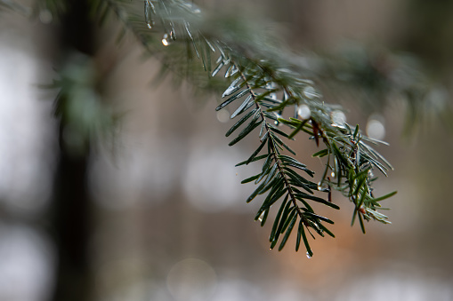 Forest, christmas tree