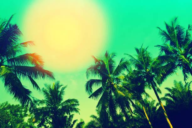 istock coconut trees  and sun with blue sky summer wallpaper background 1290035255