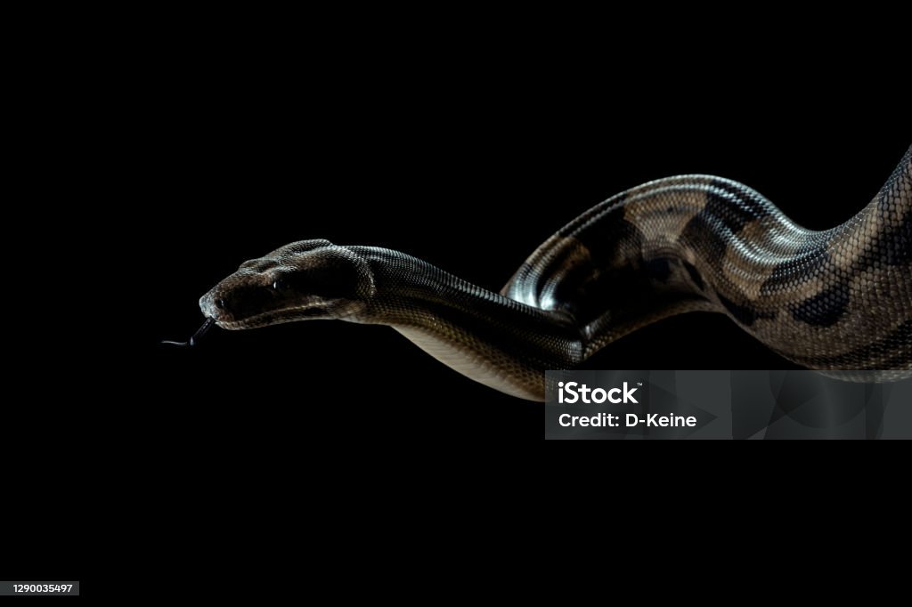 Block Python Snake Python Snake Stock Photo - Download Image Now - Snake, Black Background ...