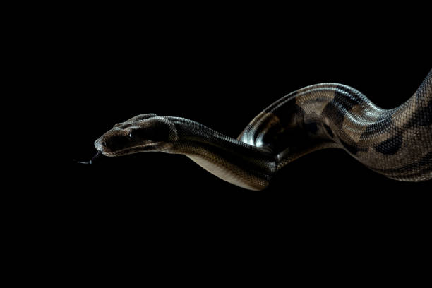 Python Dark Snake Black Python Snake