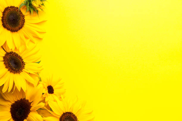 istock Sunflowers On Yellow Paper Background 1290035508