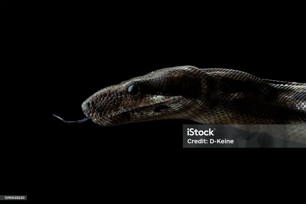 Python Snake Stock Photo - Download Image Now - Snake, Black Background ...