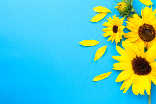 istock Yellow Fresh Sunflowers Composition On Blue Paper 1290035576