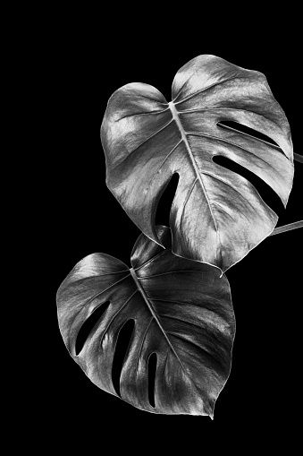 leaves of a tropical monstera plant isolated on a black background, black and white photo