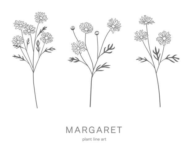 marguerite blume linie kunst illustration set - marguerite stock-grafiken, -clipart, -cartoons und -symbole