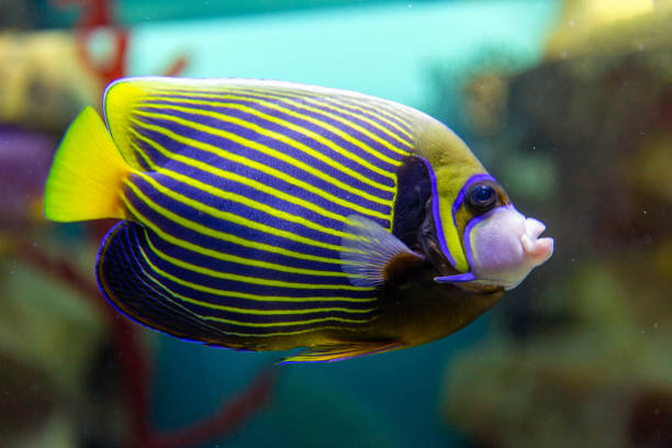 istock Fish Imperial angel (pomacanth). Emperor angelfish (Pomacanthus imperator) 1290038614