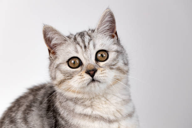 istock Scottish straight cat tabby on white background 1290038697