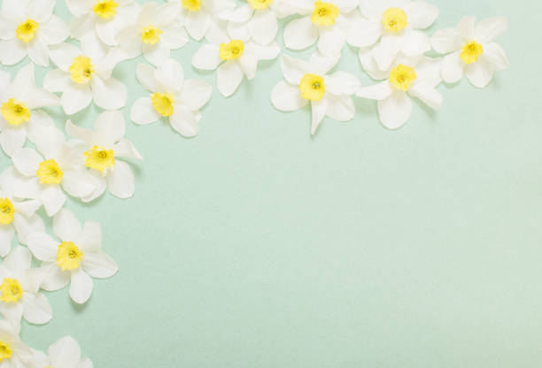 istock white narcissus on green paper background 1290039041
