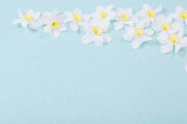 istock white narcissus on blue paper background 1290039048