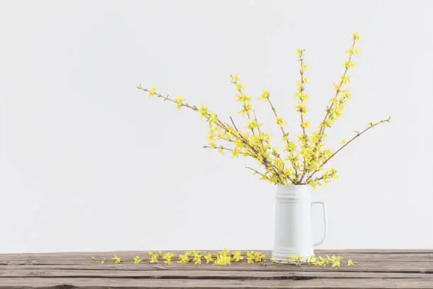spring yellow flowers in white jug on white background