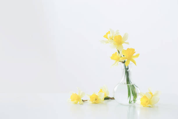 istock yellow narcissus in glass vase on white background 1290039092