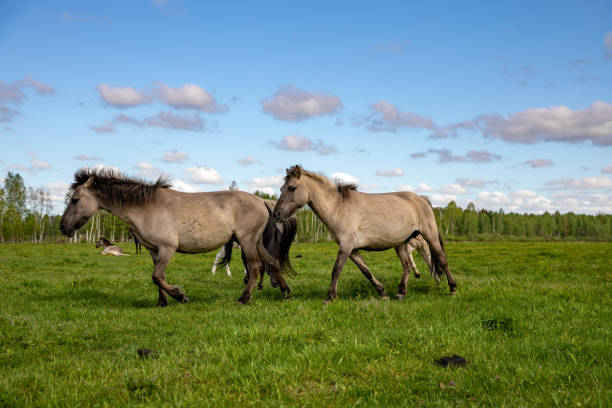 istock Curious wild Tarpan horses run away from man 1290040021