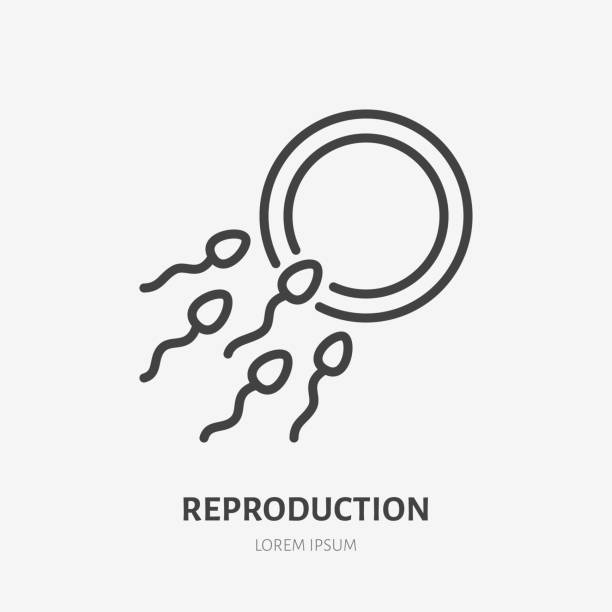 Sperm and egg flat line icon. Vector outline illustration of reproductive system. Black color thin linear sign for ivf infertility treatment Sperm and egg flat line icon. Vector outline illustration of reproductive system. Black color thin linear sign for ivf infertility treatment. artificial insemination stock illustrations