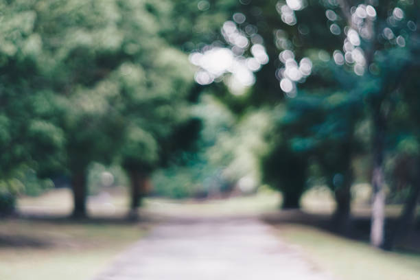 istock Blur nature bokeh green park and  many trees background. 1290042445