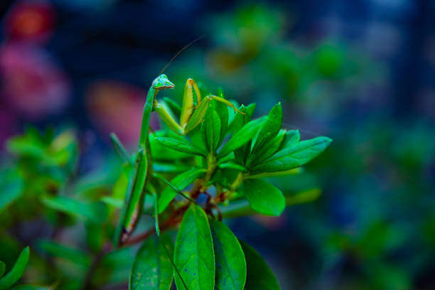 Green Praying mantis posing