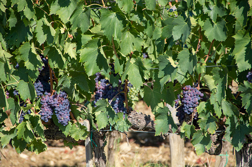 At San Quirico d'Orcia - Italy - On august 2020 -  red grape in a vineyard  in  tuscan countryside